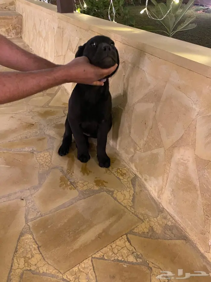 Labrador puppies جرو لابرادور 5
