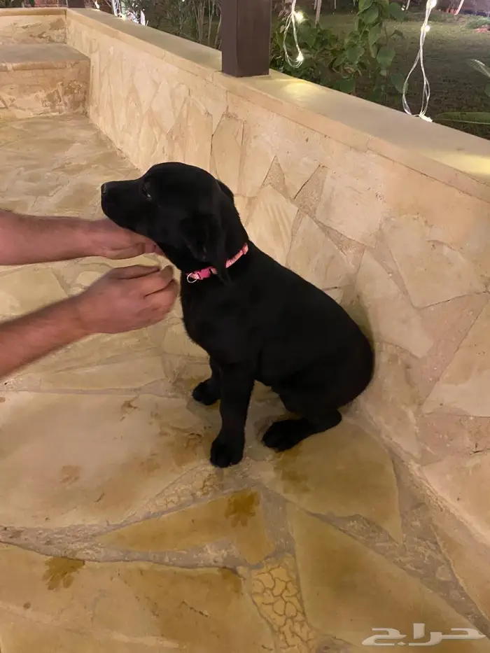 Labrador puppies جرو لابرادور 9