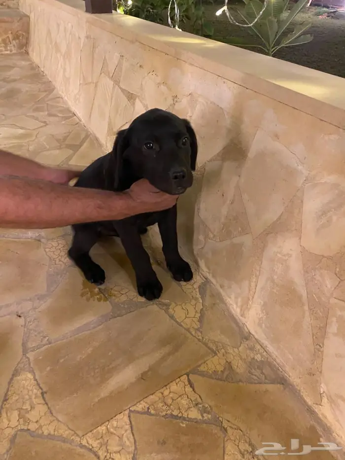 Labrador puppies جرو لابرادور 6