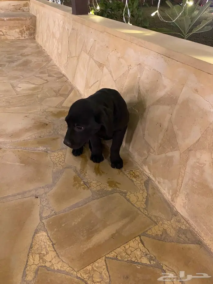 Labrador puppies جرو لابرادور 3