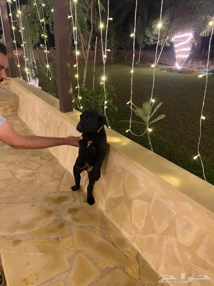 Labrador puppies جرو لابرادور 7