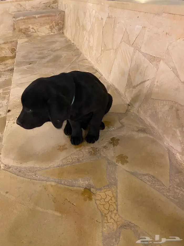 Labrador puppies جرو لابرادور 11