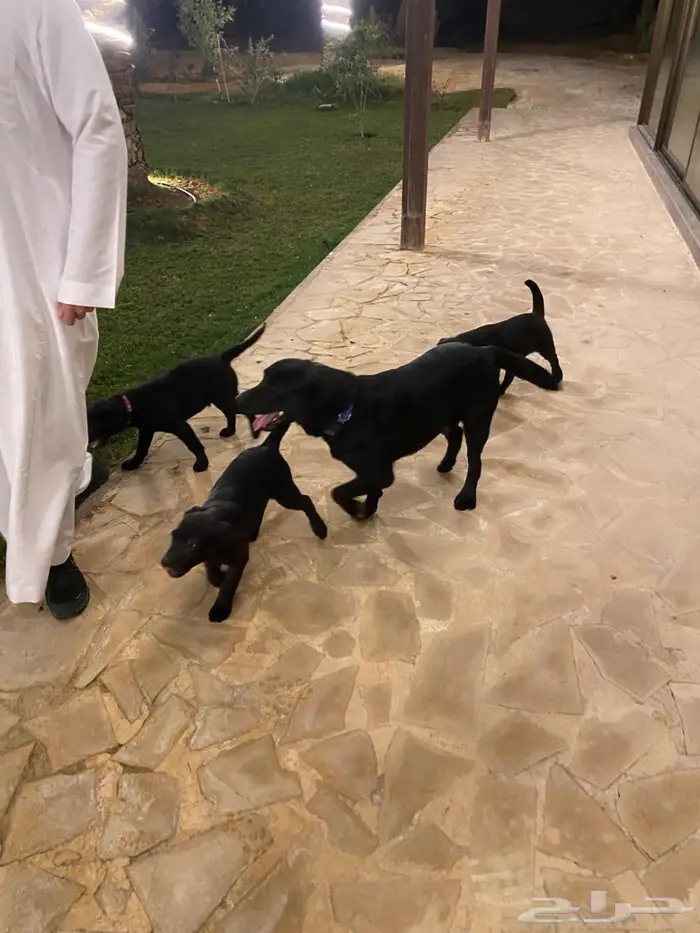 Labrador puppies جرو لابرادور 13