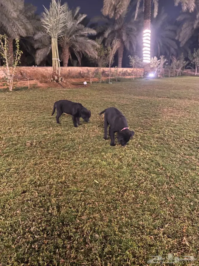 Labrador puppies جرو لابرادور 19