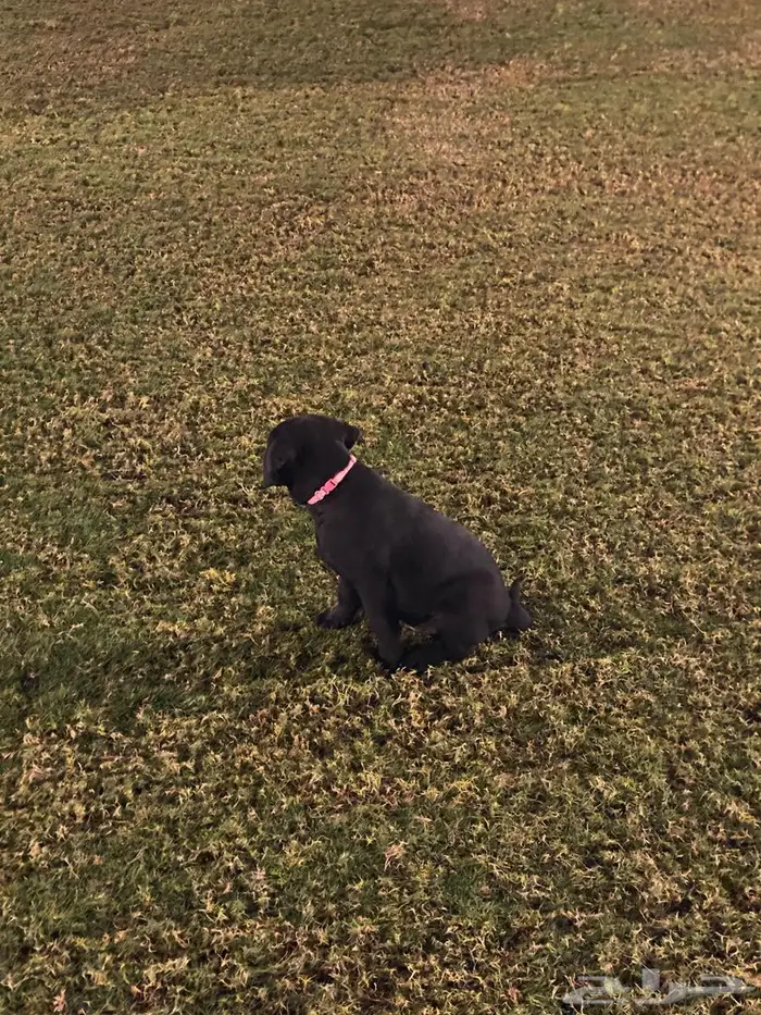 Labrador puppies جرو لابرادور 18