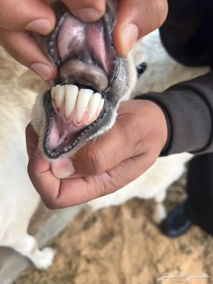 رخال حريات 3
