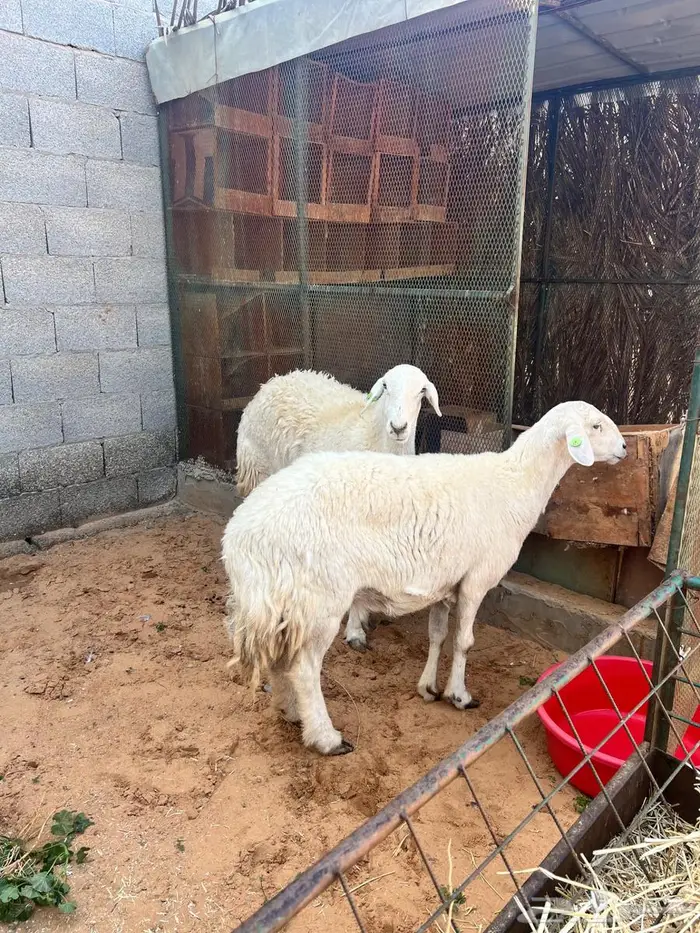 رخال حريات 1