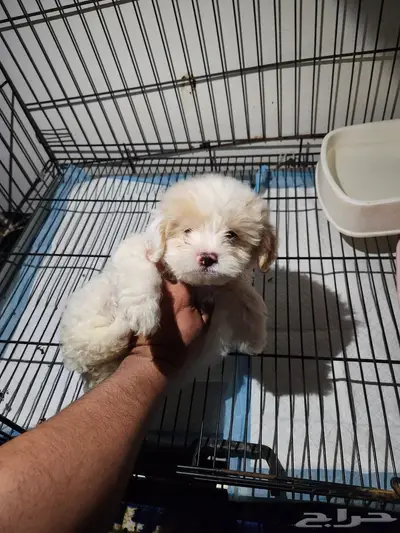 كلب مالتيبو puppy Maltipoo 1