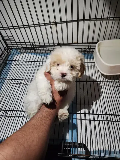 كلب مالتيبو puppy Maltipoo 2