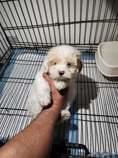كلب مالتيبو puppy Maltipoo 3