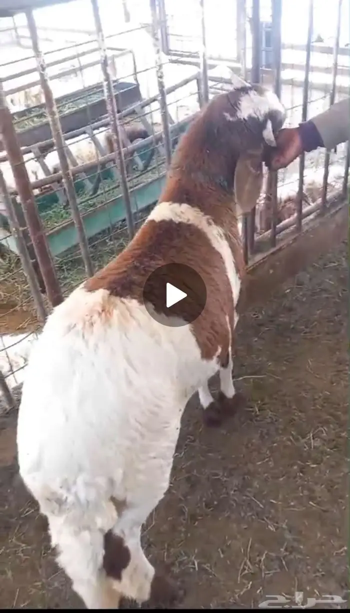 سواكن طيبه التواصل واتساب فقط 0