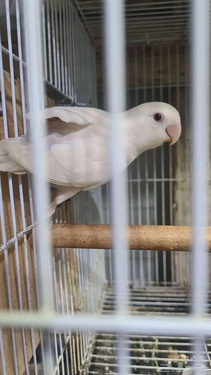 زوج روز البينو تحته بيض مخصب 0