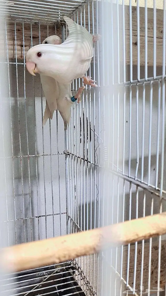 زوج روز البينو تحته بيض مخصب 2