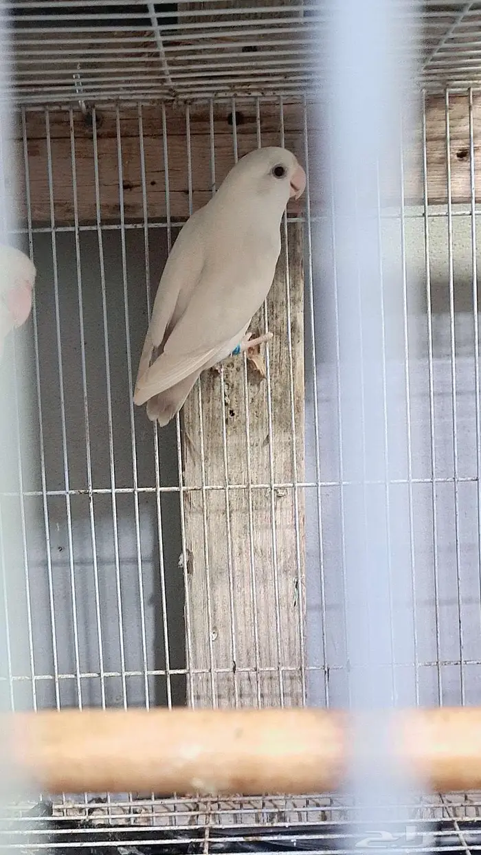 زوج روز البينو تحته بيض مخصب 1