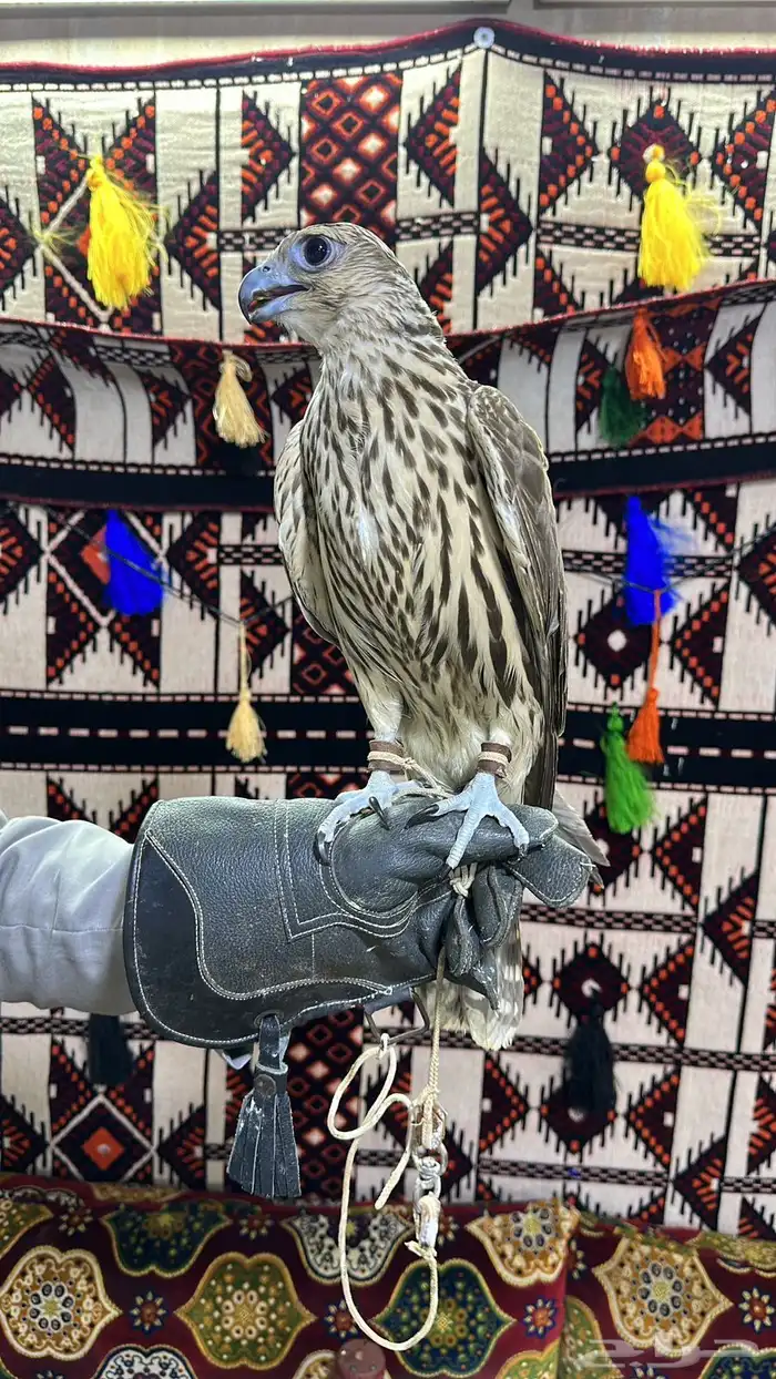 تأجير صقور 4