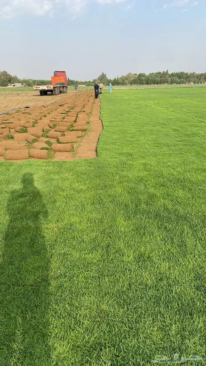 ثيل طبيعي نجيله طبيعي مشروطه ومضمونه 28