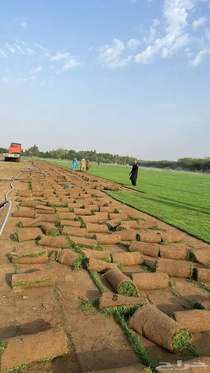 ثيل طبيعي نجيله طبيعي مشروطه ومضمونه 29