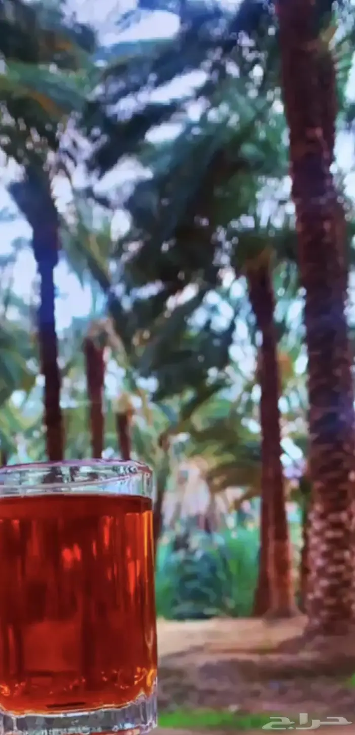 ارض زراعية ( جريدا ) تيماء 0