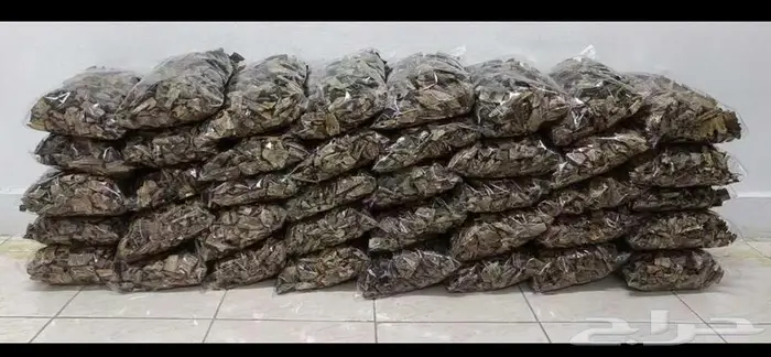 عود صيني.. غابات كينام.. الكيلو 1500 فقققط 2