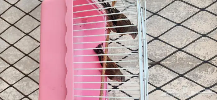 جوز حسون يمني جاهزه ومغرده 0