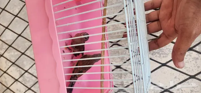 جوز حسون يمني جاهزه ومغرده 1