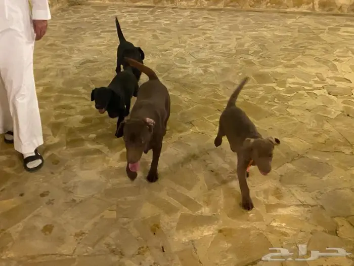 Labrador puppies جرو لابرادور 1