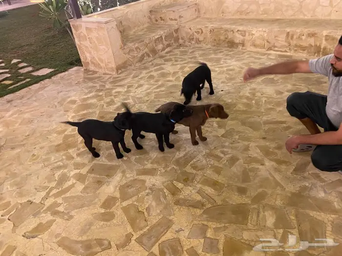 Labrador puppies جرو لابرادور 10
