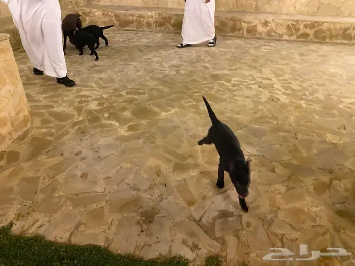 Labrador puppies جرو لابرادور 12