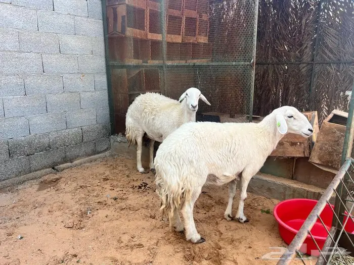 رخال حريات 0
