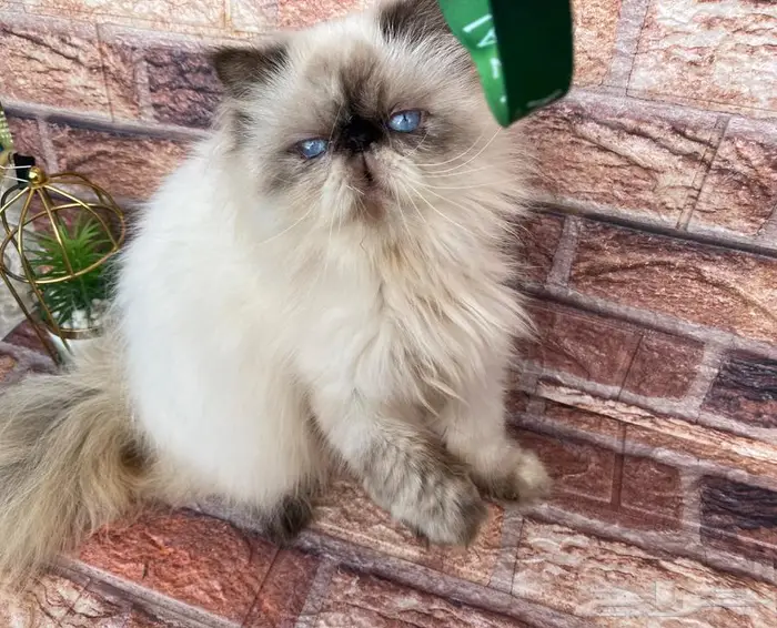للبيع انثى هيمالايا شوكلت بكى فيس عالى 5