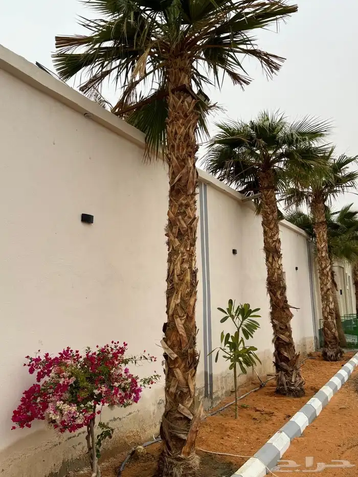 المزرعة الريفية للايجار اليومي 4