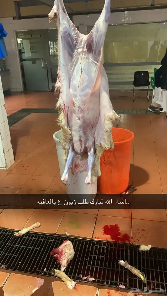 الذبيح نعيمي حري تيس الجبيل الصناعيه 2