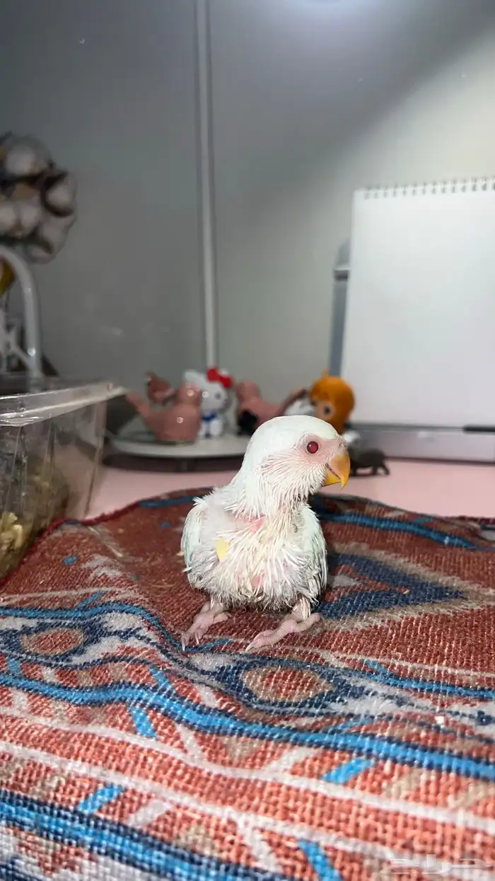 فروخ روز غر الوان حلوه 1