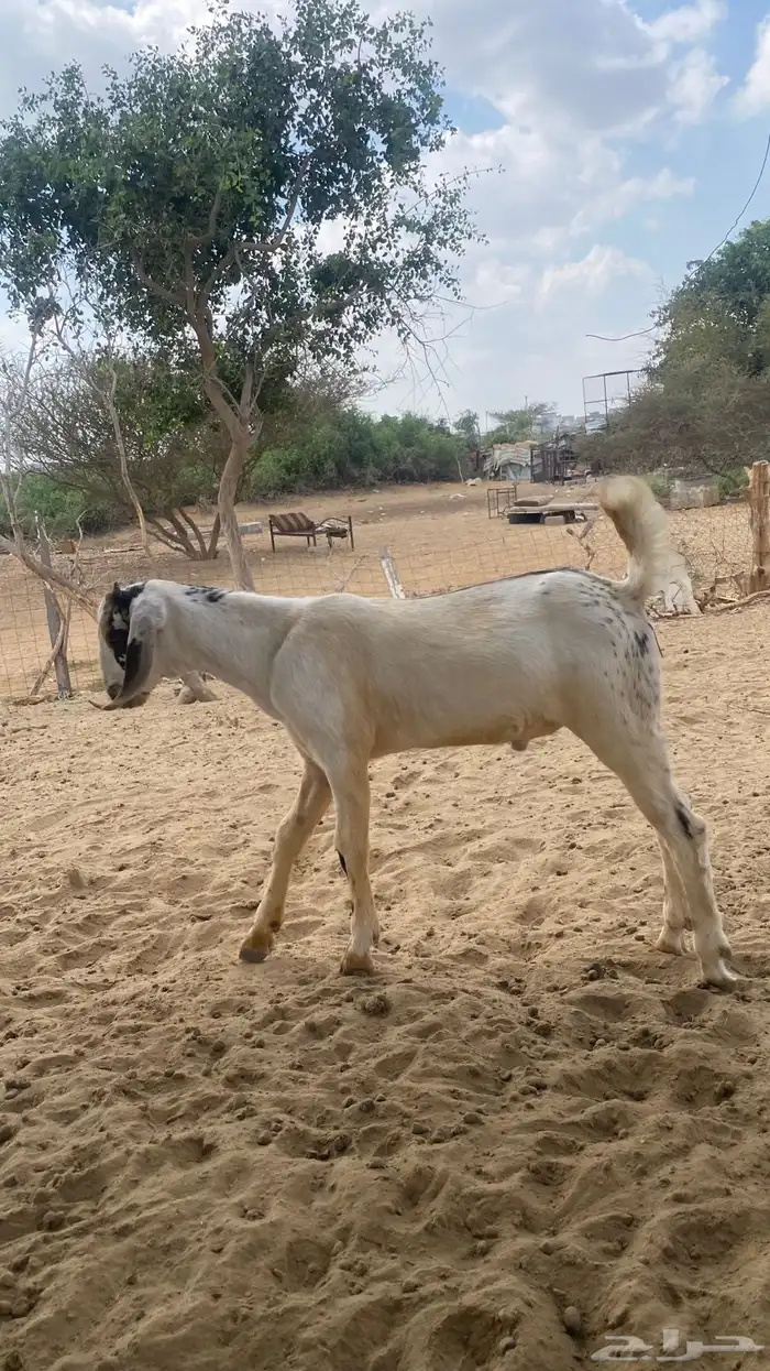 اثنين تيوس مشاريع 1
