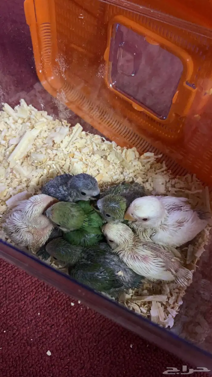 فروخ روز غر الوان حلوه 10