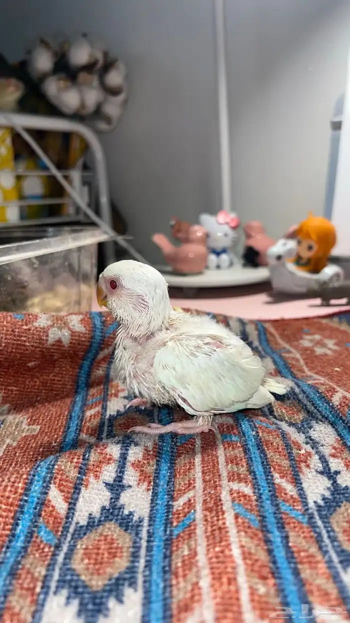 فروخ روز غر الوان حلوه 6