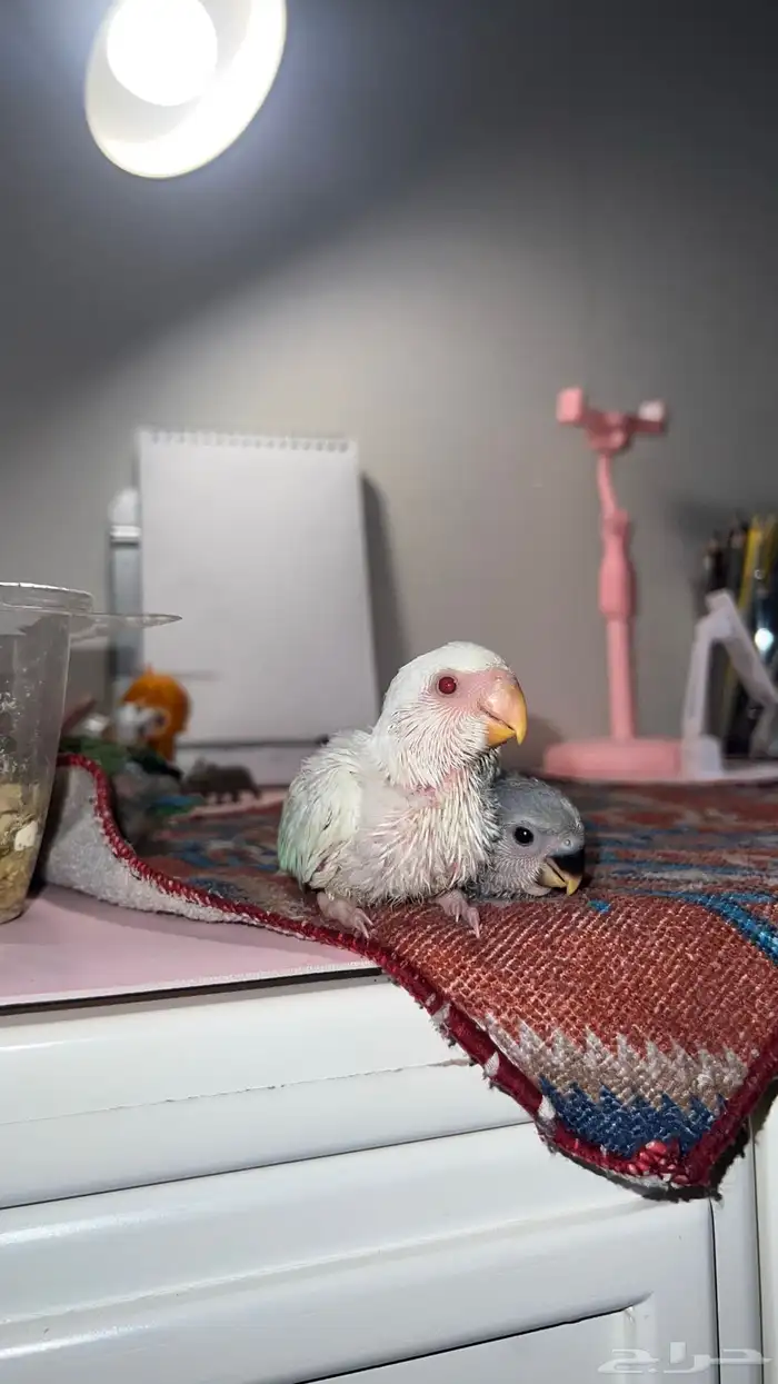 فروخ روز غر الوان حلوه 7