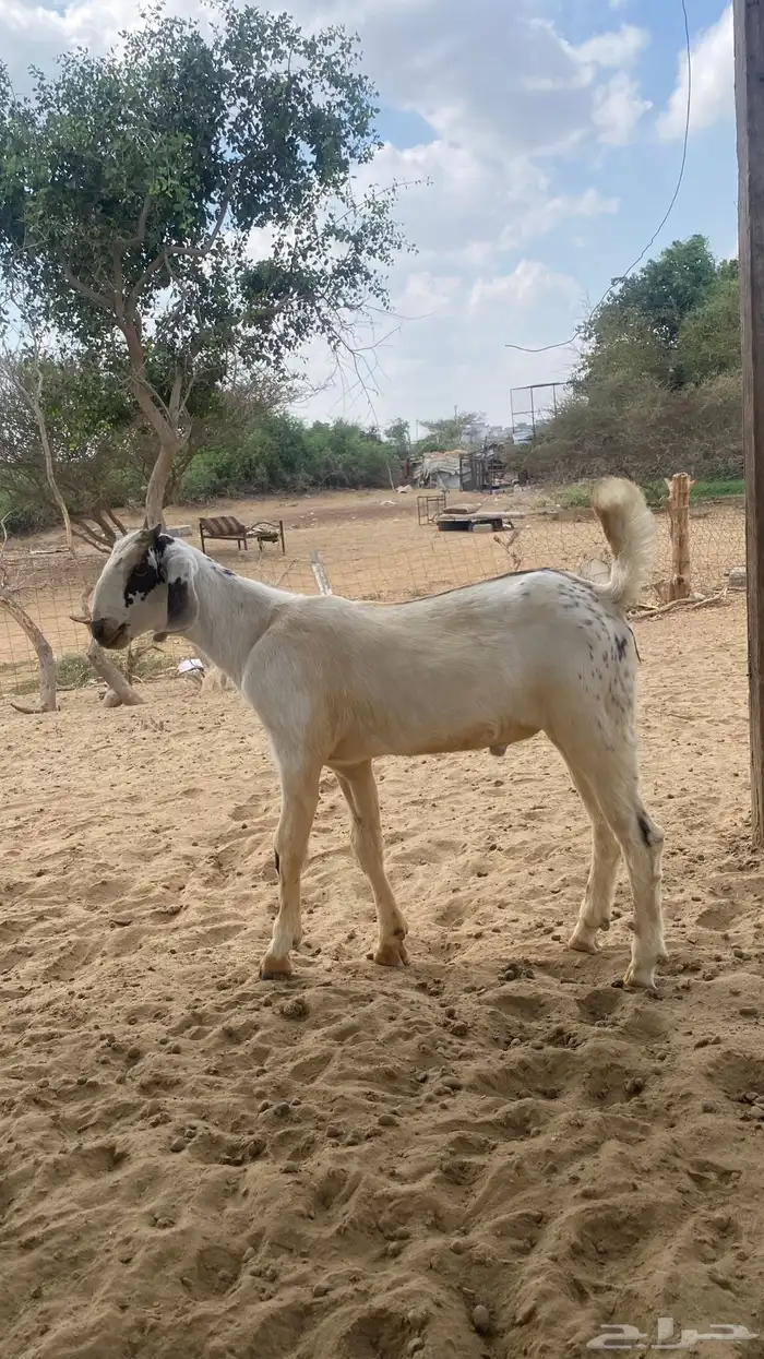 اثنين تيوس مشاريع 0