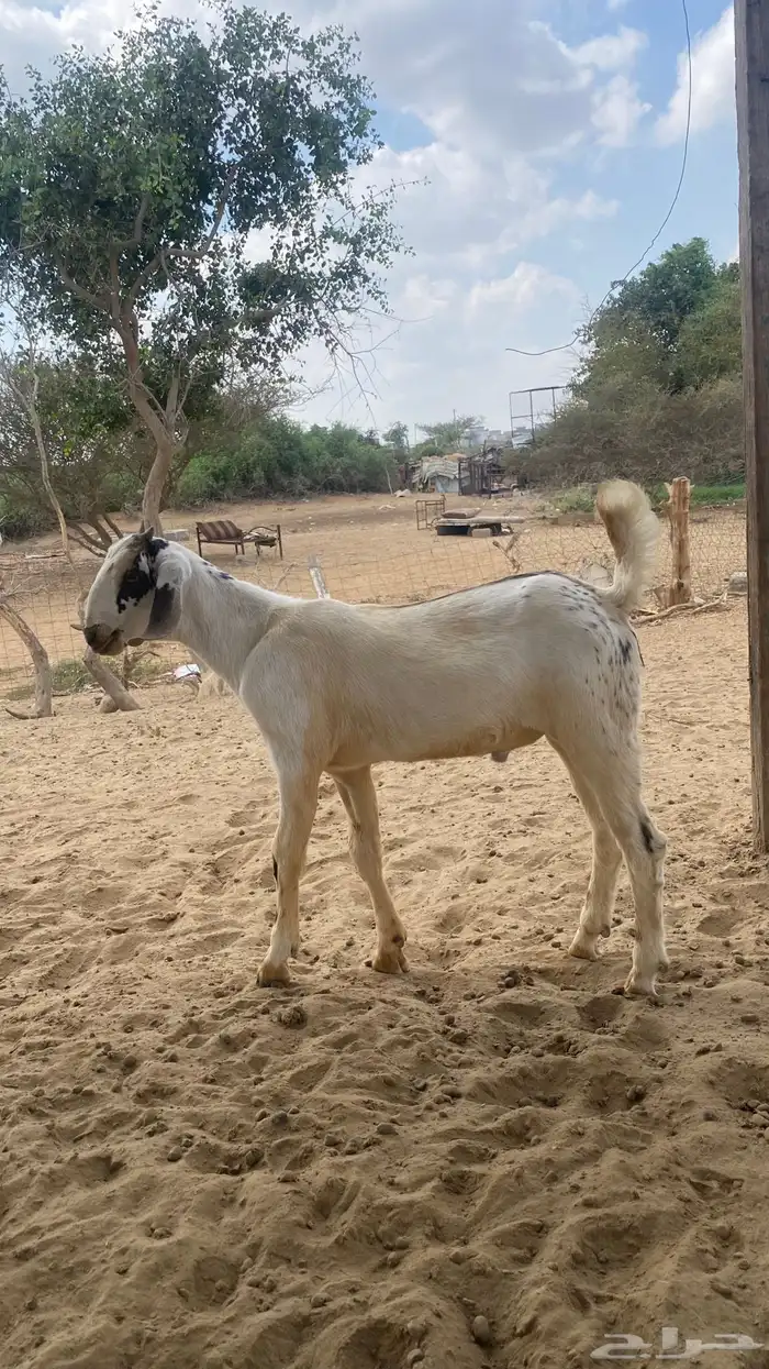 اثنين تيوس مشاريع 3