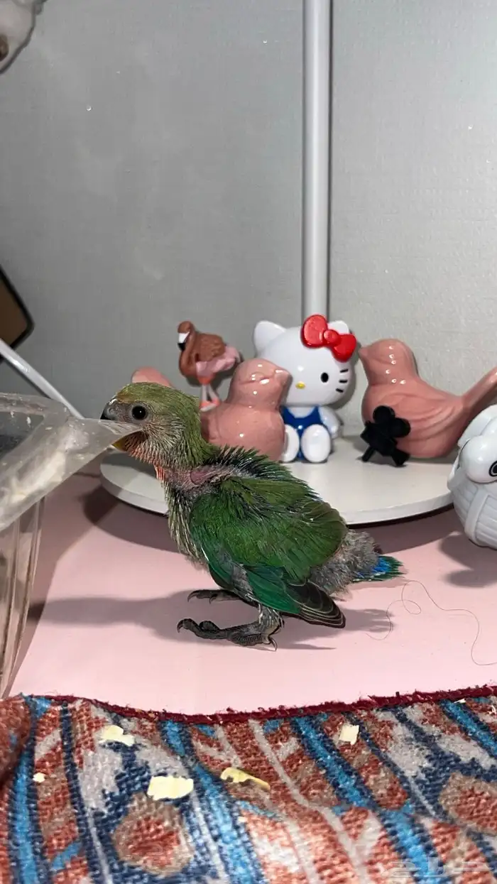 فروخ روز غر الوان حلوه 2