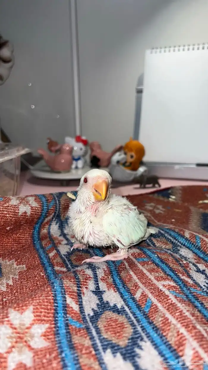 فروخ روز غر الوان حلوه 3