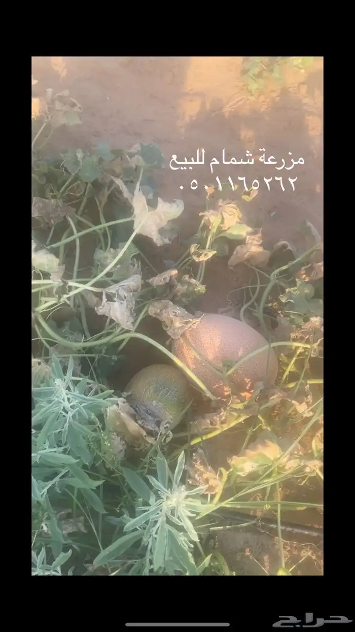 شمام للبيع 2