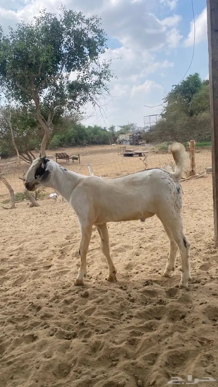 اثنين تيوس مشاريع 4