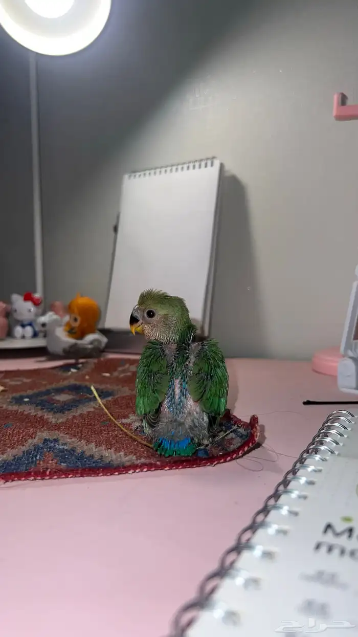 فروخ روز غر الوان حلوه 4