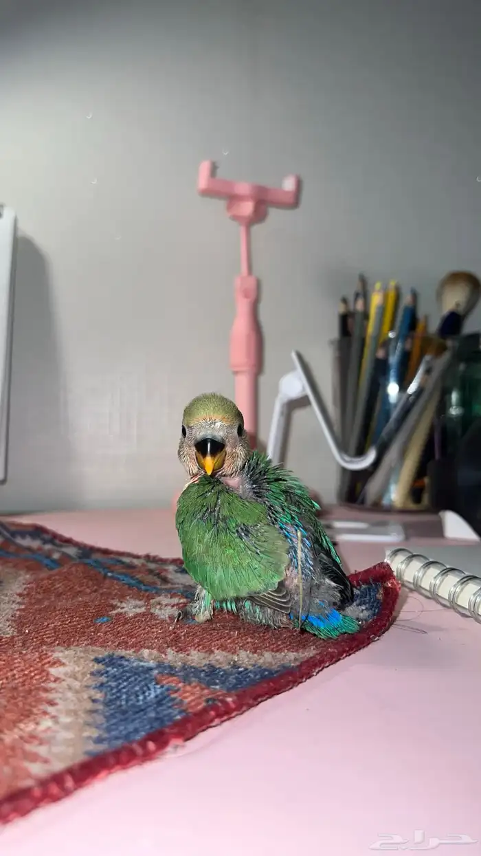 فروخ روز غر الوان حلوه 9