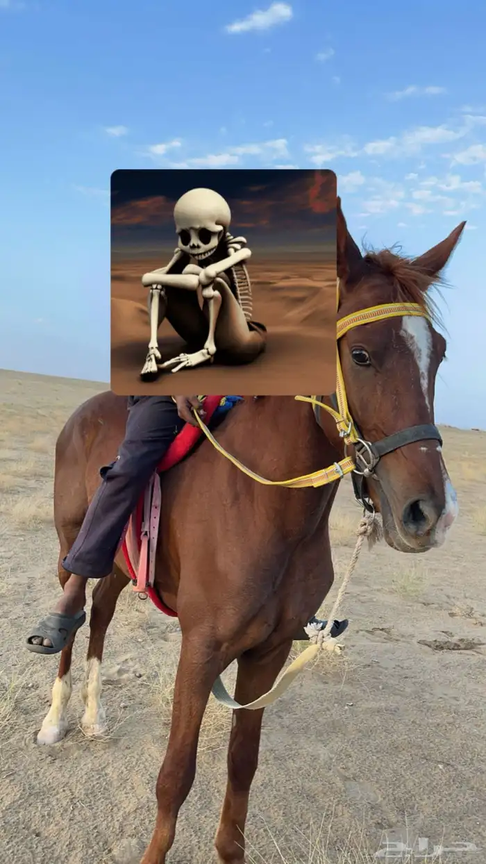 السلام عليكم 0