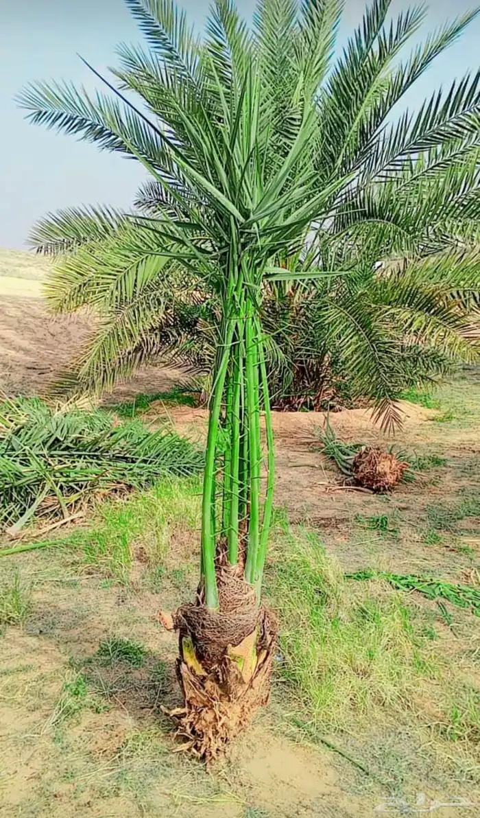 سلام عليك يوجد الدينا نخل البيع طلع الخرمه 2
