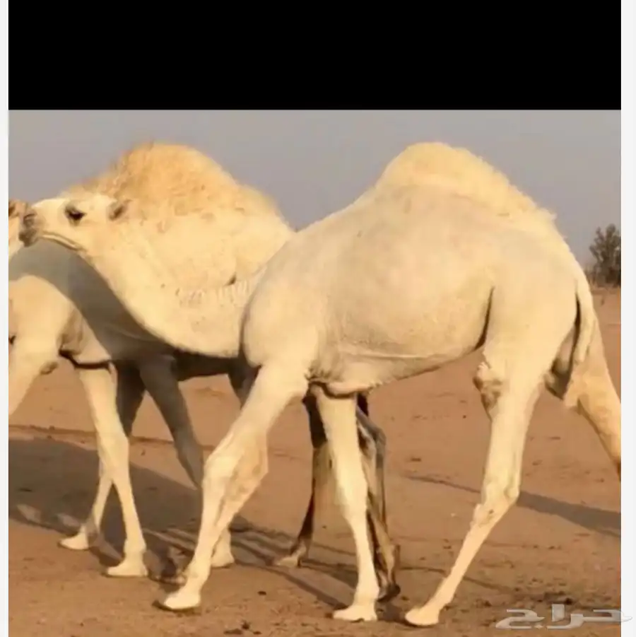 قعود حيسوني فحل ناهي 3