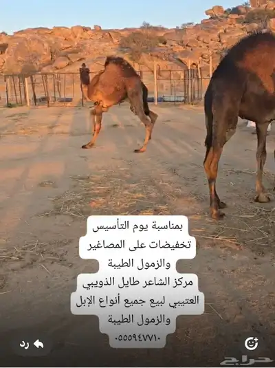 قعدان كنانيه مشاريع فحول 0