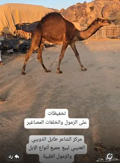 قعدان كنانيه مشاريع فحول 2